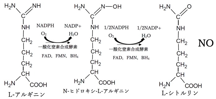 生体内における一酸化窒素の生成 第105回薬剤師国家試験問105